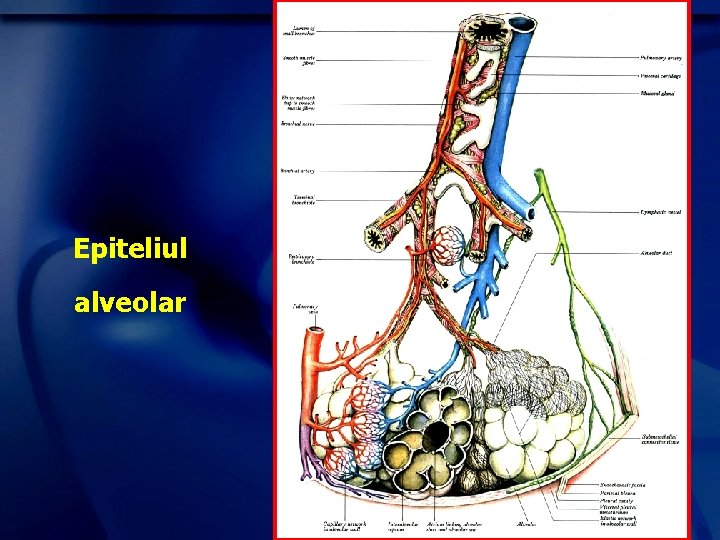 Epiteliul alveolar 
