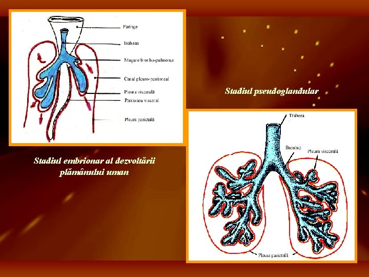 Stadiul pseudoglandular Stadiul embrionar al dezvoltării plămânului uman 