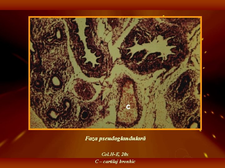 Faza pseudoglandulară Col. H-E, 20 x C – cartilaj bronhic 