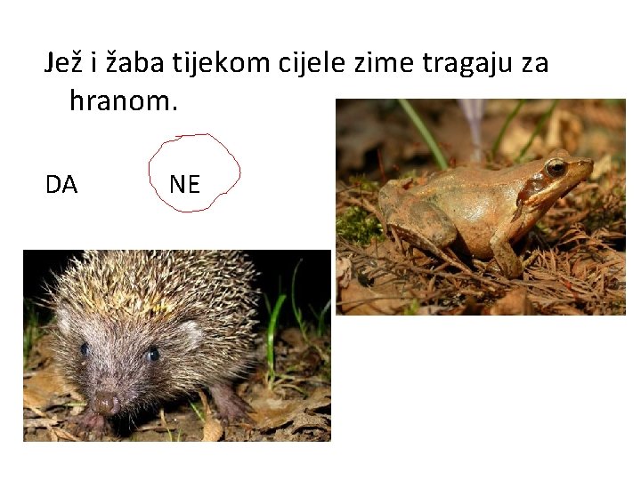 Jež i žaba tijekom cijele zime tragaju za hranom. DA NE 
