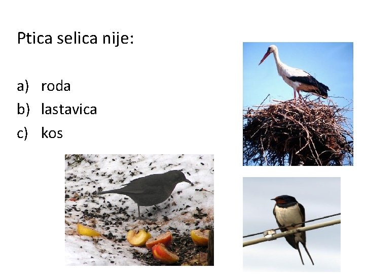 Ptica selica nije: a) roda b) lastavica c) kos 