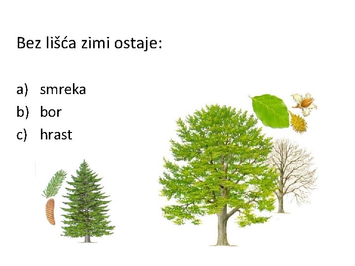 Bez lišća zimi ostaje: a) smreka b) bor c) hrast 