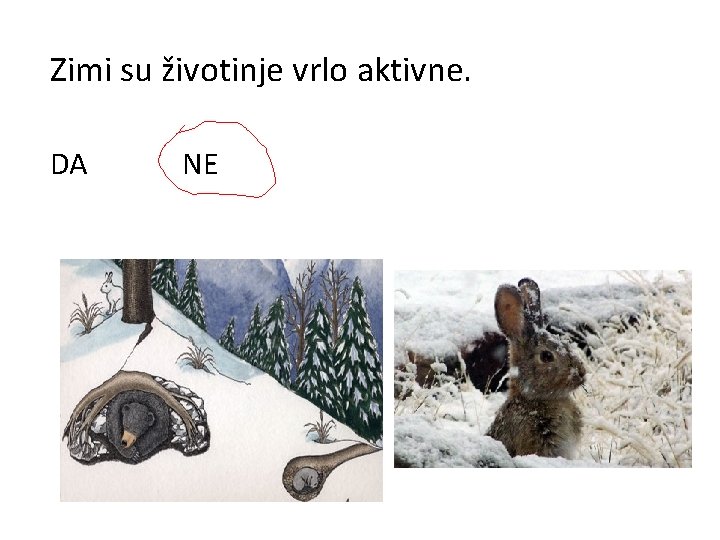 Zimi su životinje vrlo aktivne. DA NE 