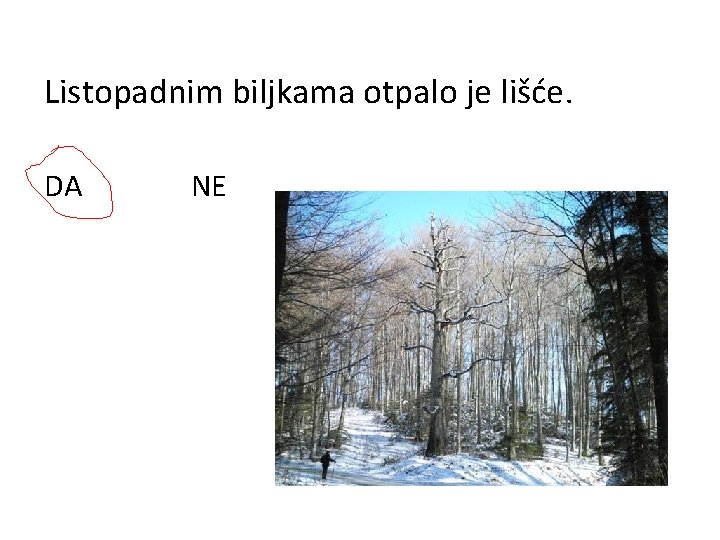 Listopadnim biljkama otpalo je lišće. DA NE 