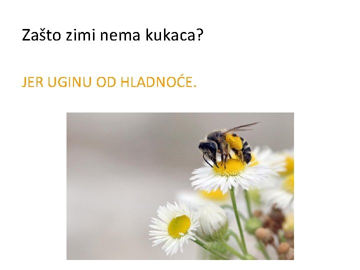 Zašto zimi nema kukaca? JER UGINU OD HLADNOĆE. 