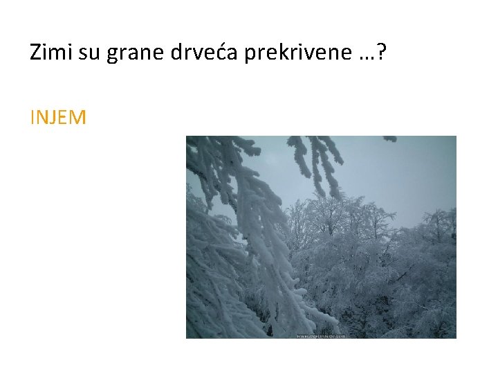 Zimi su grane drveća prekrivene …? INJEM 