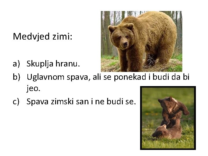 Medvjed zimi: a) Skuplja hranu. b) Uglavnom spava, ali se ponekad i budi da
