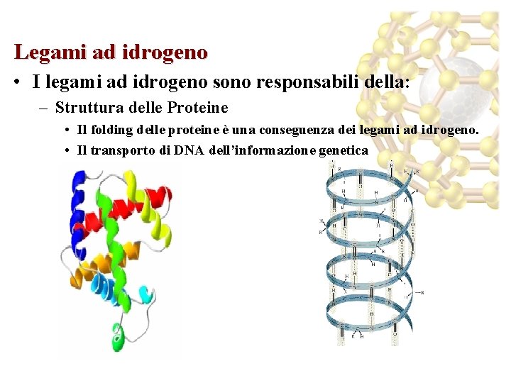 Legami ad idrogeno • I legami ad idrogeno sono responsabili della: – Struttura delle