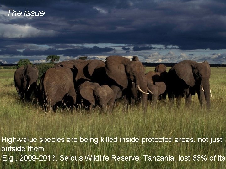 The issue High-value species are being killed inside protected areas, not just outside them.