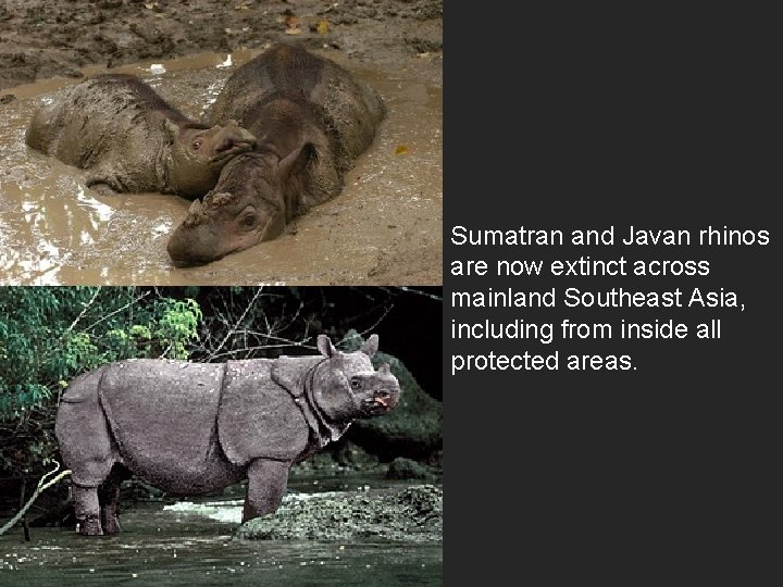 Sumatran and Javan rhinos are now extinct across mainland Southeast Asia, including from inside