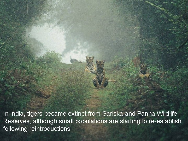 In India, tigers became extinct from Sariska and Panna Wildlife Reserves, although small populations