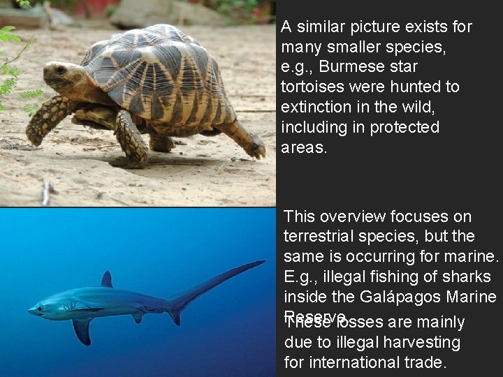 A similar picture exists for many smaller species, e. g. , Burmese star tortoises