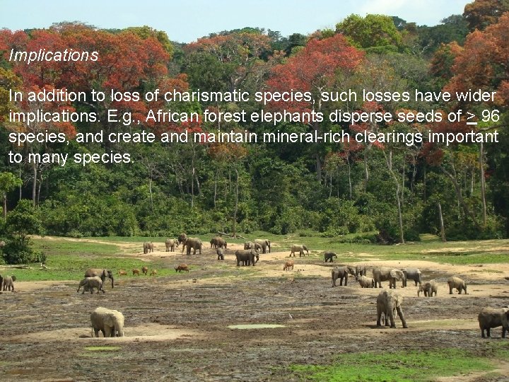 Implications In addition to loss of charismatic species, such losses have wider implications. E.