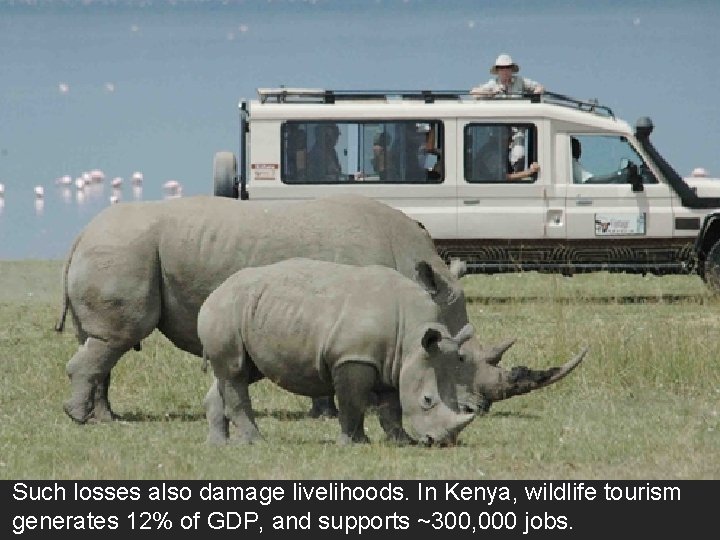 Such losses also damage livelihoods. In Kenya, wildlife tourism generates 12% of GDP, and