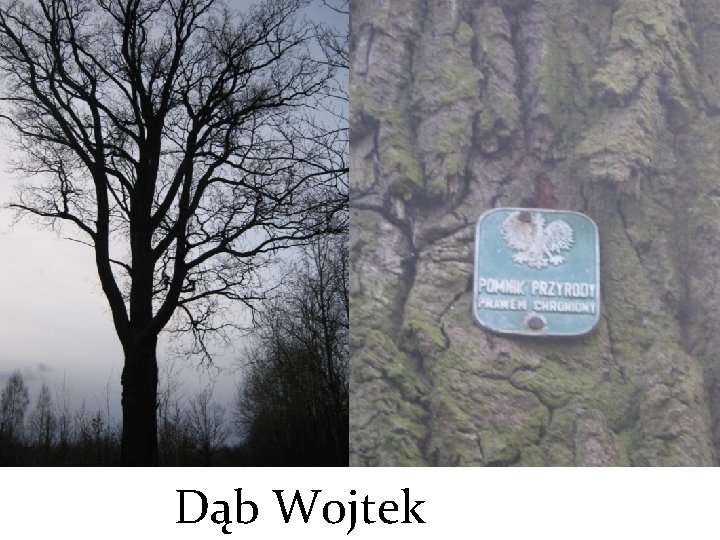 Dąb Wojtek 