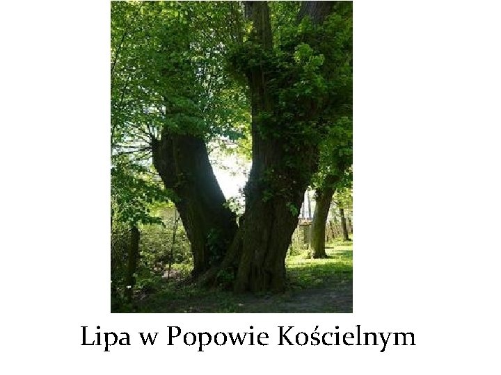 Lipa w Popowie Kościelnym 