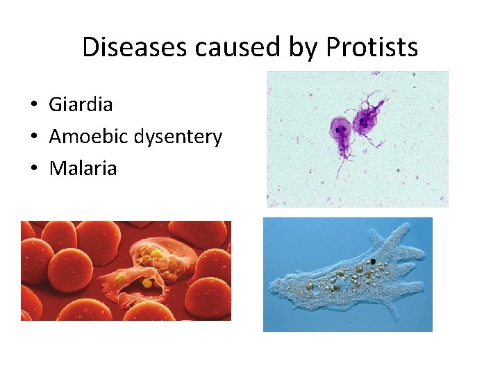 Diseases caused by Protists • Giardia • Amoebic dysentery • Malaria 