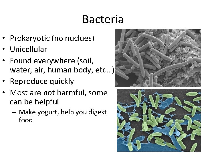 Bacteria • Prokaryotic (no nuclues) • Unicellular • Found everywhere (soil, water, air, human