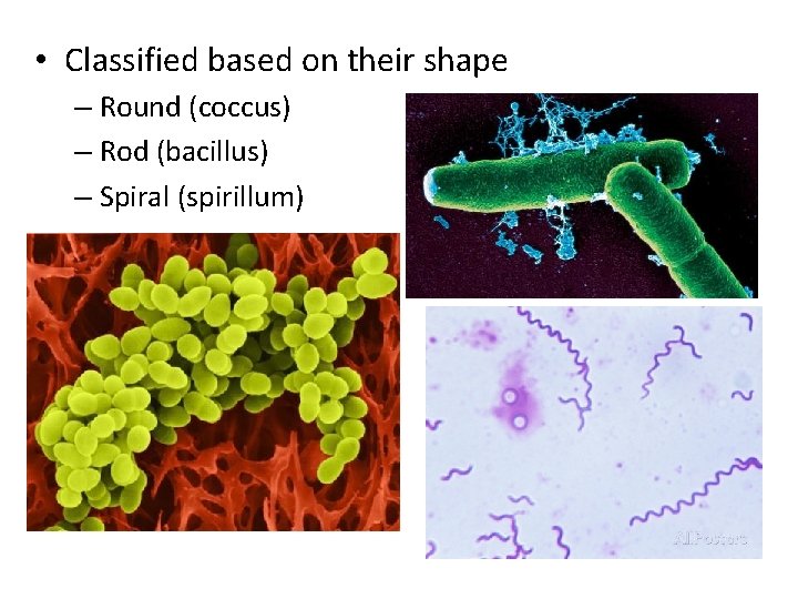  • Classified based on their shape – Round (coccus) – Rod (bacillus) –
