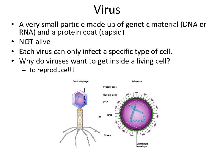 Virus • A very small particle made up of genetic material (DNA or RNA)
