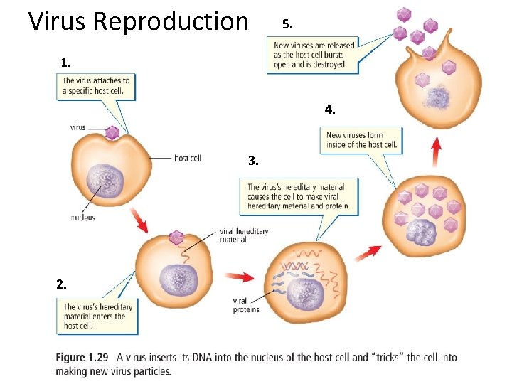 Virus Reproduction 5. 1. 4. 3. 2. 