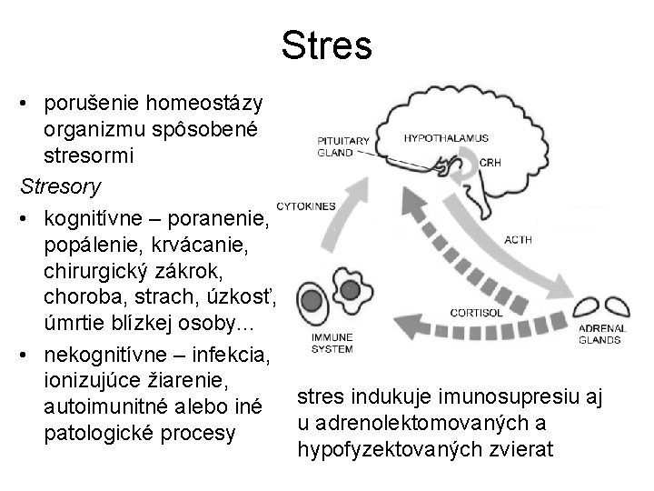 Stres • porušenie homeostázy organizmu spôsobené stresormi Stresory • kognitívne – poranenie, popálenie, krvácanie,