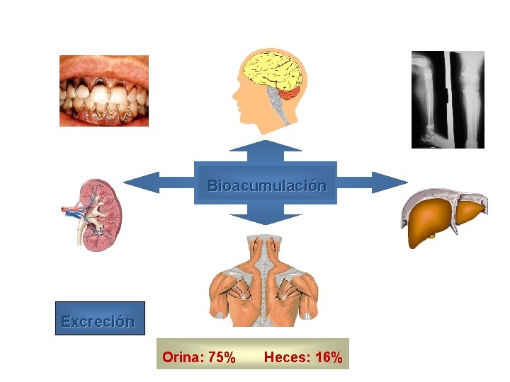 Bioacumulación Excreción Orina: 75% Heces: 16% 