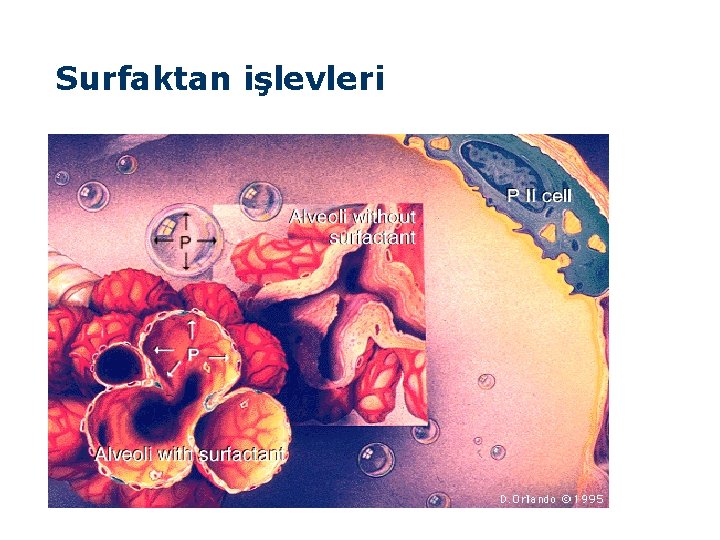 Surfaktan işlevleri 