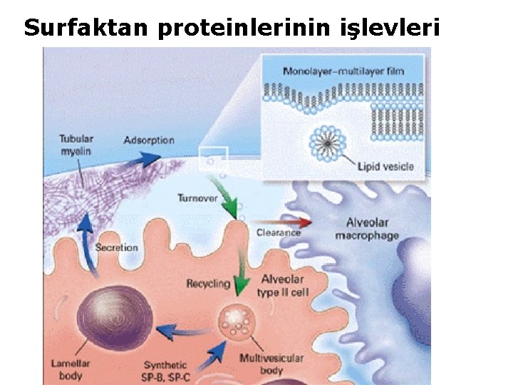 Surfaktan proteinlerinin işlevleri 