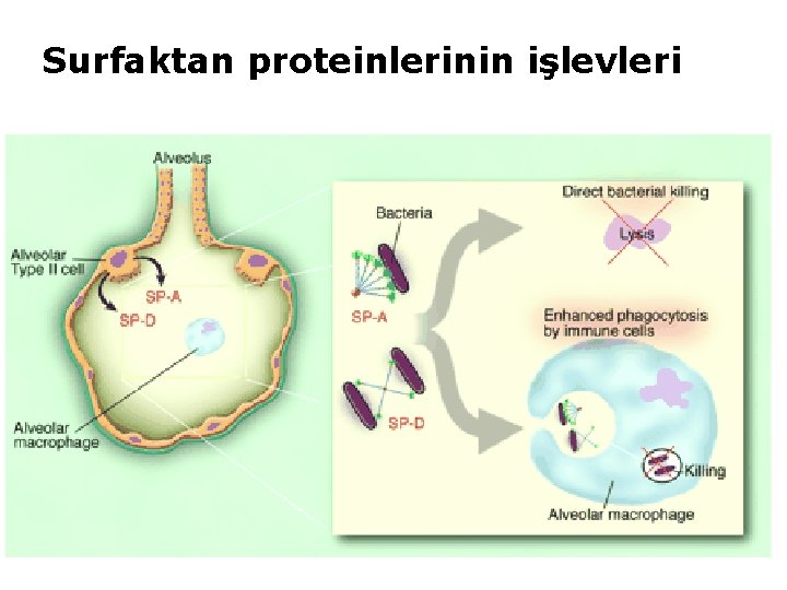 Surfaktan proteinlerinin işlevleri 