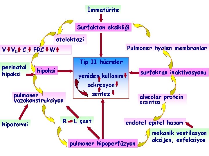 İmmatürite Surfaktan eksikliği atelektazi Pulmoner hyalen membranlar V VD CL FRC W perinatal hipoksi