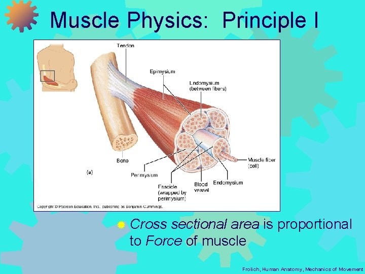 Muscle Physics: Principle I ® Cross sectional area is proportional to Force of muscle
