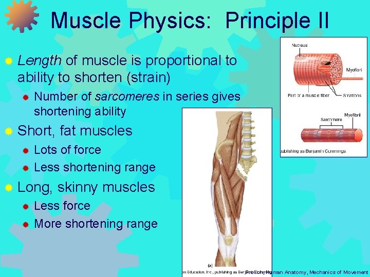 Muscle Physics: Principle II ® Length of muscle is proportional to ability to shorten