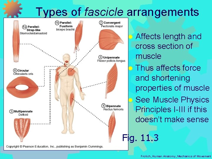 Types of fascicle arrangements ® Affects length and cross section of muscle ® Thus