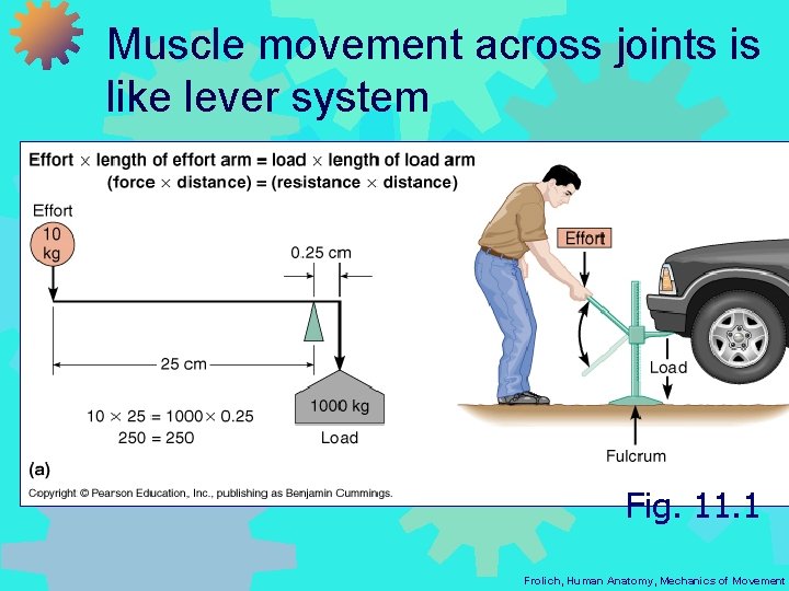 Muscle movement across joints is like lever system Fig. 11. 1 Frolich, Human Anatomy,