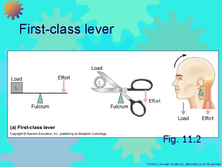 First-class lever Fig. 11. 2 Frolich, Human Anatomy, Mechanics of Movement 