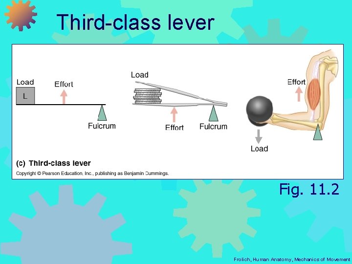 Third-class lever Fig. 11. 2 Frolich, Human Anatomy, Mechanics of Movement 