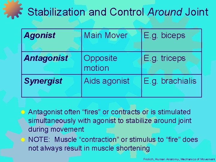 Stabilization and Control Around Joint Agonist Main Mover E. g. biceps Antagonist Opposite motion