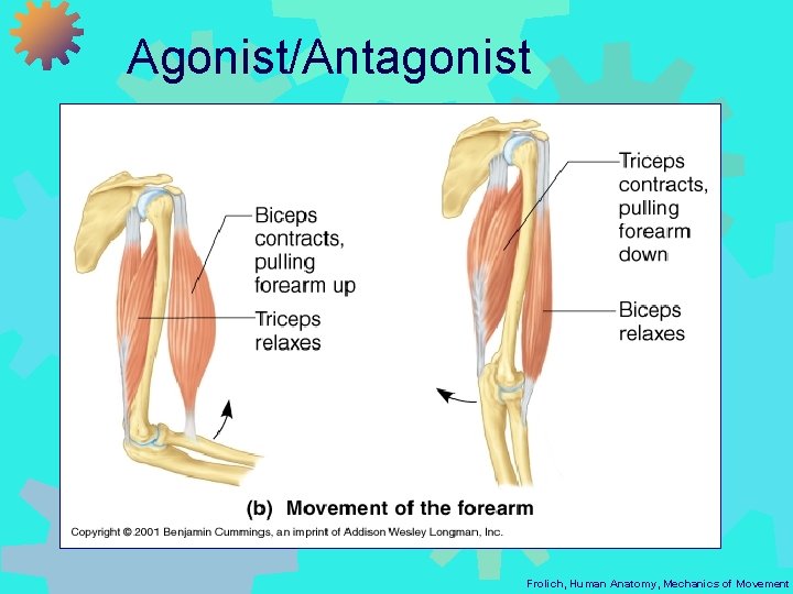 Agonist/Antagonist Frolich, Human Anatomy, Mechanics of Movement 
