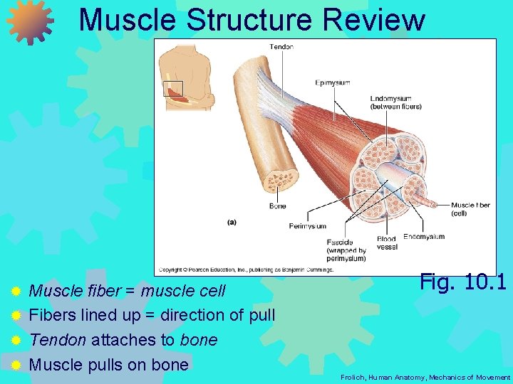 Muscle Structure Review Muscle fiber = muscle cell ® Fibers lined up = direction