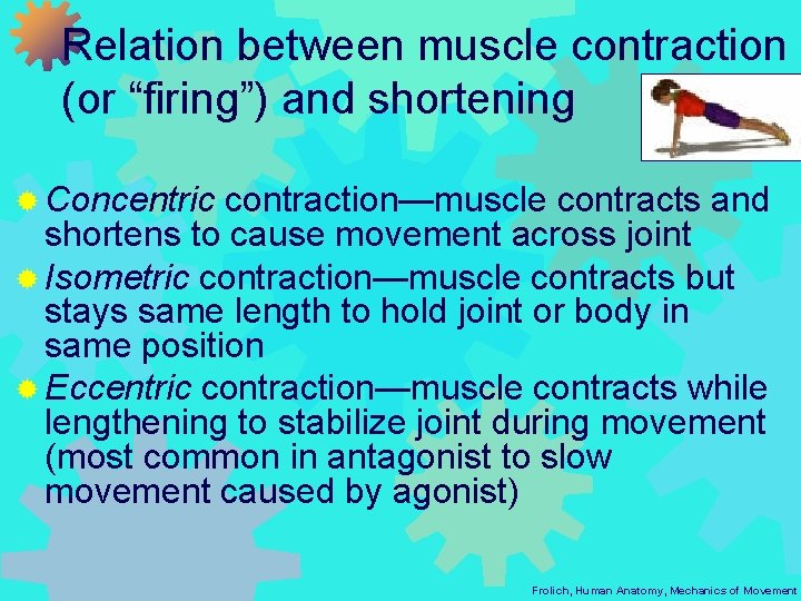 Relation between muscle contraction (or “firing”) and shortening ® Concentric contraction—muscle contracts and shortens