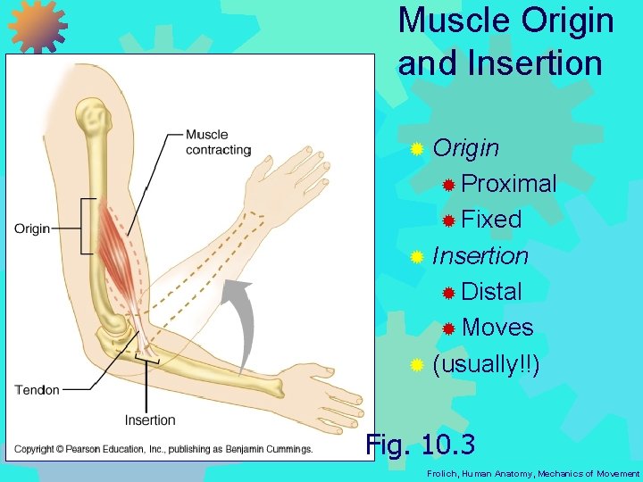 Muscle Origin and Insertion ® Origin ® Proximal ® Fixed ® Insertion ® Distal