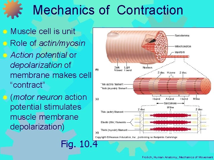 Mechanics of Contraction ® Muscle cell is unit ® Role of actin/myosin ® Action