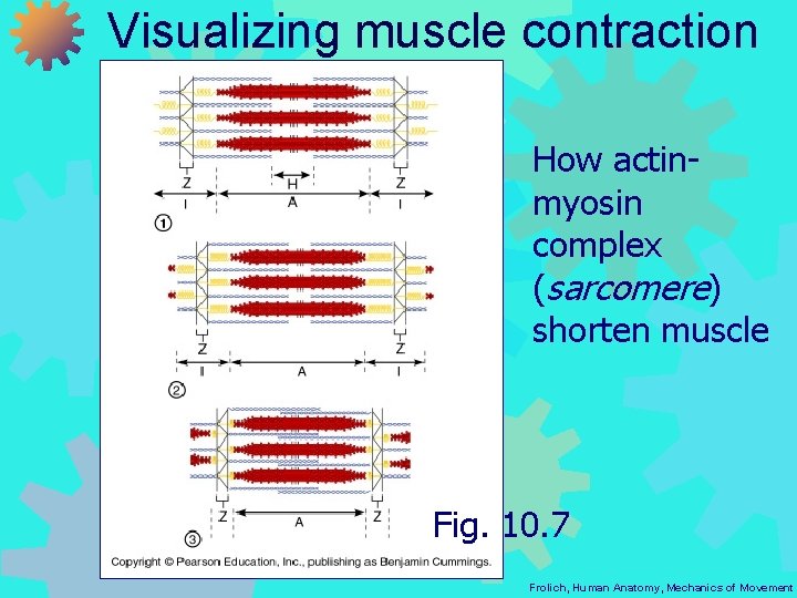 Visualizing muscle contraction How actinmyosin complex (sarcomere) shorten muscle Fig. 10. 7 Frolich, Human