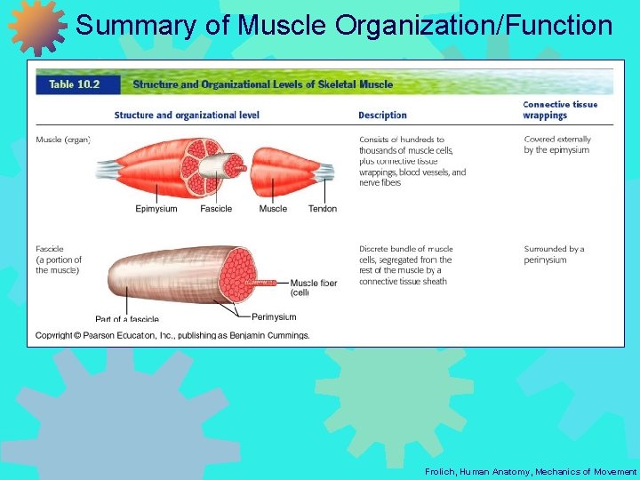 Summary of Muscle Organization/Function Frolich, Human Anatomy, Mechanics of Movement 