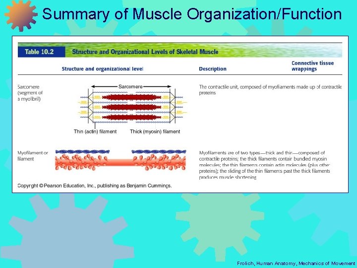 Summary of Muscle Organization/Function Frolich, Human Anatomy, Mechanics of Movement 
