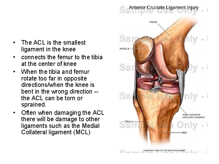  • The ACL is the smallest ligament in the knee • connects the