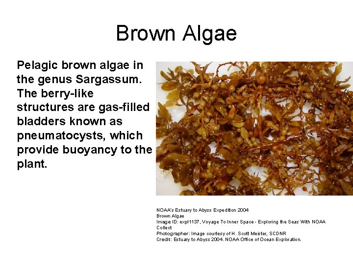 Brown Algae Pelagic brown algae in the genus Sargassum. The berry-like structures are gas-filled