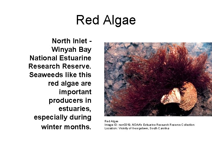 Red Algae North Inlet Winyah Bay National Estuarine Research Reserve. Seaweeds like this red