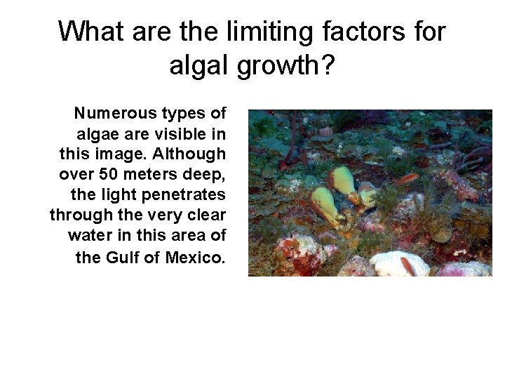 What are the limiting factors for algal growth? Numerous types of algae are visible